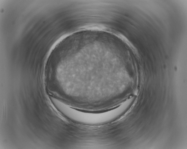 X0000087631240200705241207