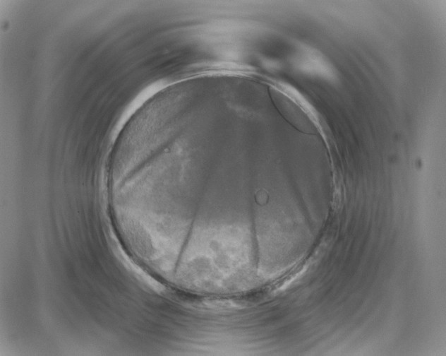 X0000087631243200705241207