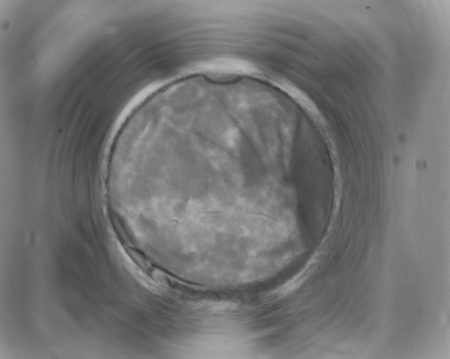 X0000087631248200705241207