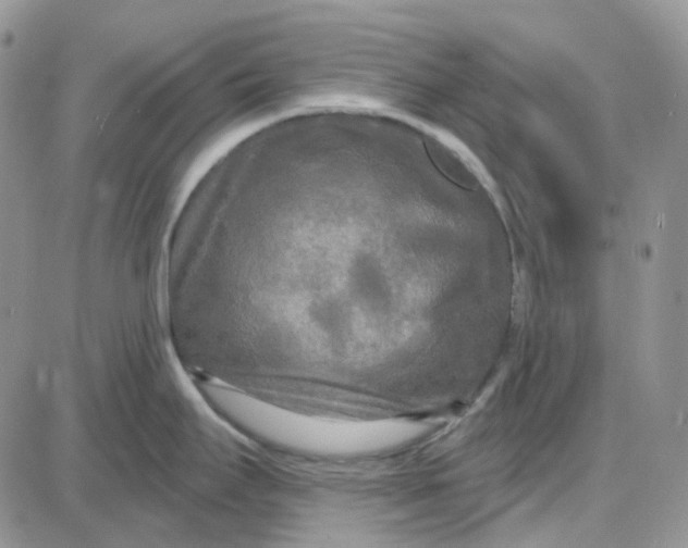 X0000087631295200705241205