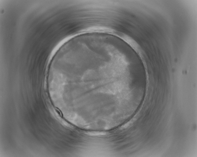 X0000087631296200705241205