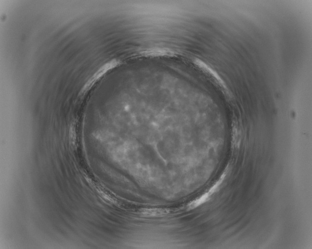 X0000087631305200705241205