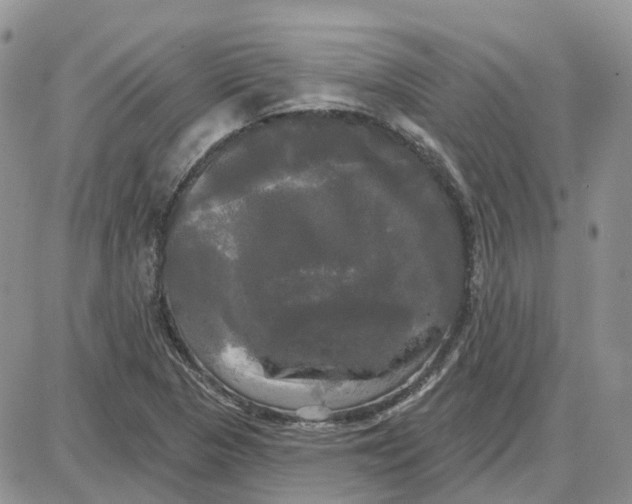 X0000087631313200705241205