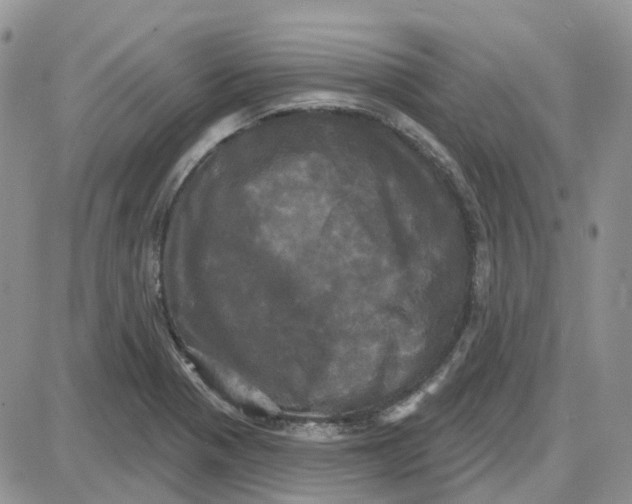 X0000087631321200705241205