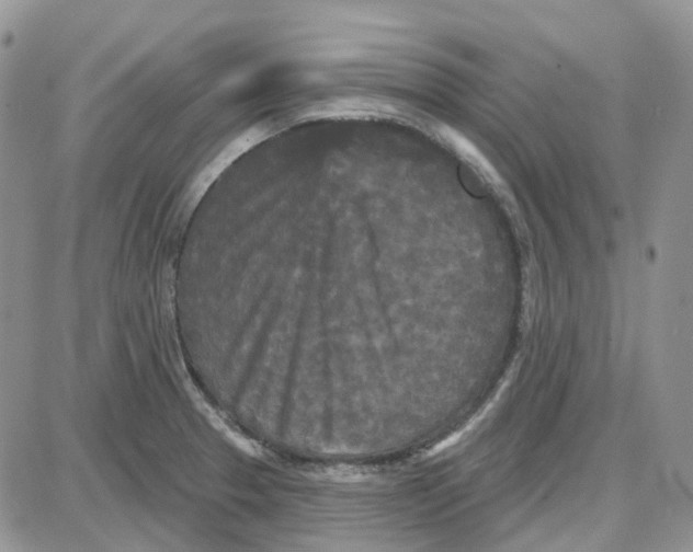 X0000087631329200705241205