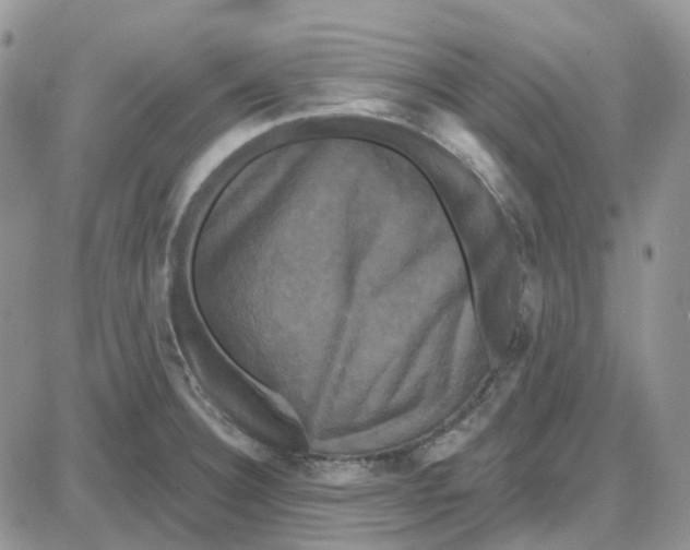 X0000087631332200705241205