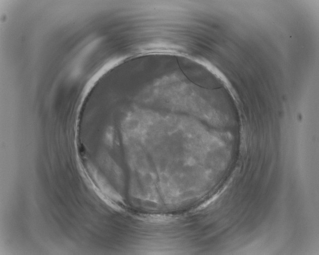 X0000087631333200705241205