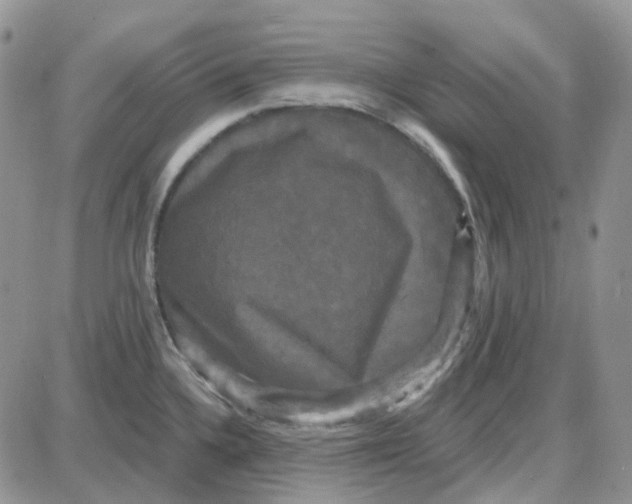 X0000087631336200705241205