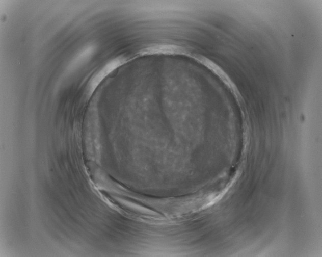 X0000087631337200705241205