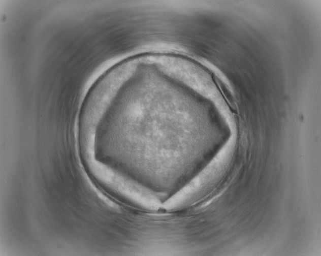 X0000087631343200705241205