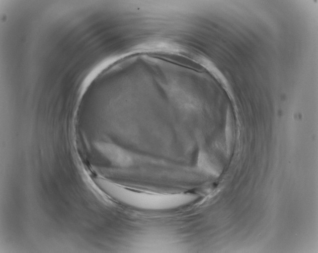 X0000087631344200705241205