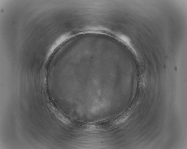 X0000087631360200705241204