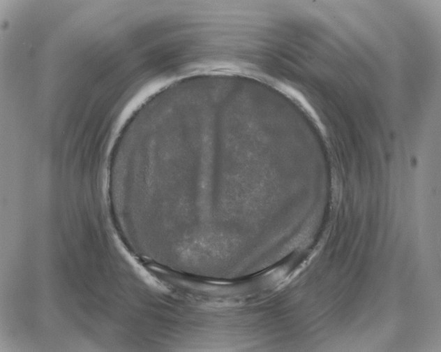 X0000087631424200705241204