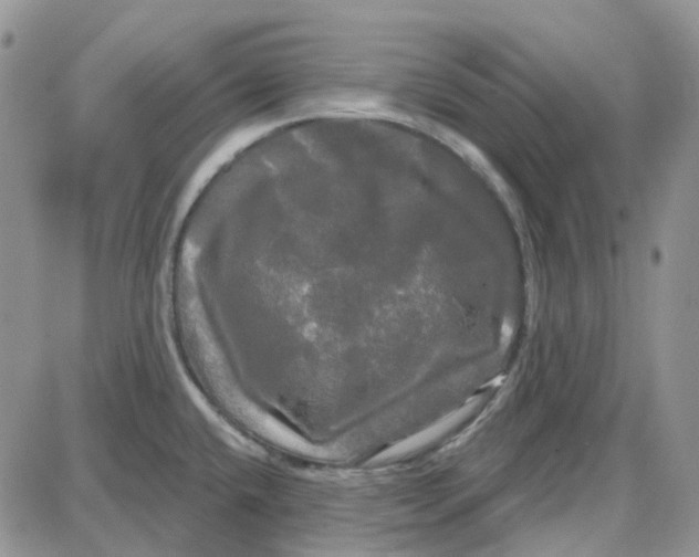 X0000087631432200705241204