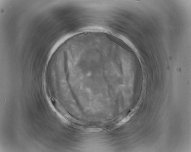 X0000087631440200705241204