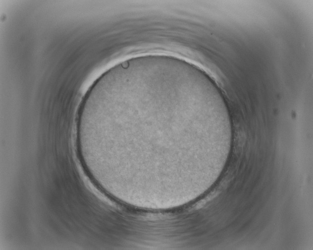 X0000087631518200705241202