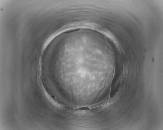 X0000087631524200705241202