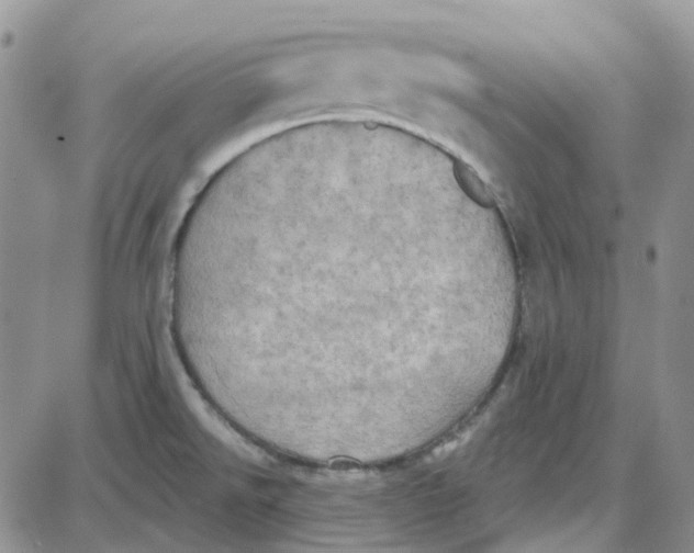 X0000087631526200705241202