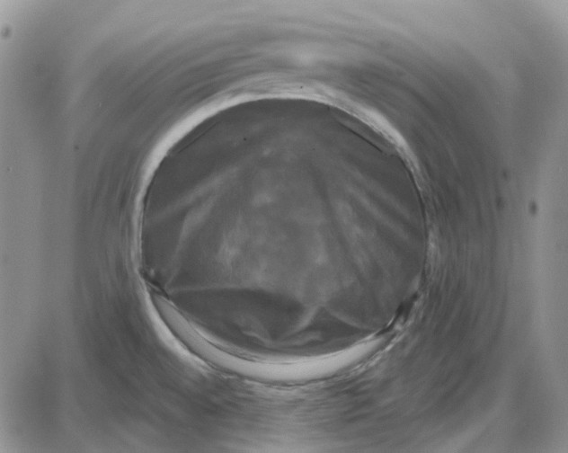 X0000087631528200705241202