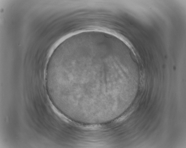 X0000087631535200705241202