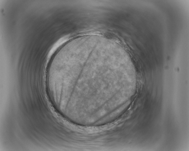 X0000087630006200705311340