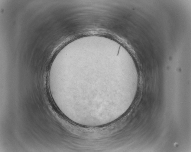 X0000087630010200705311340