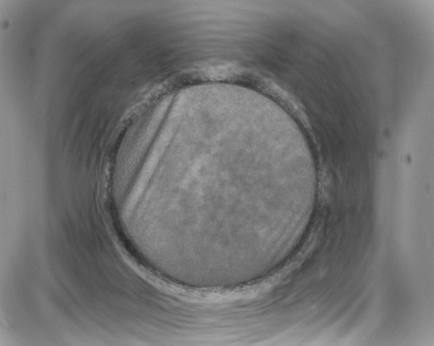 X0000087630018200705311340