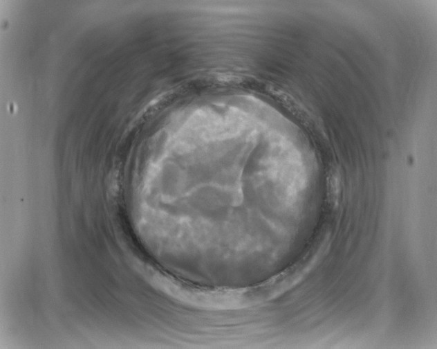 X0000087630032200705311340