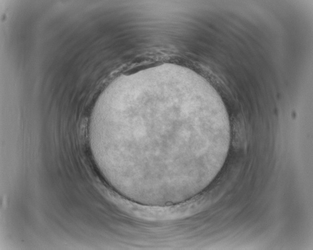 X0000087630034200705311340