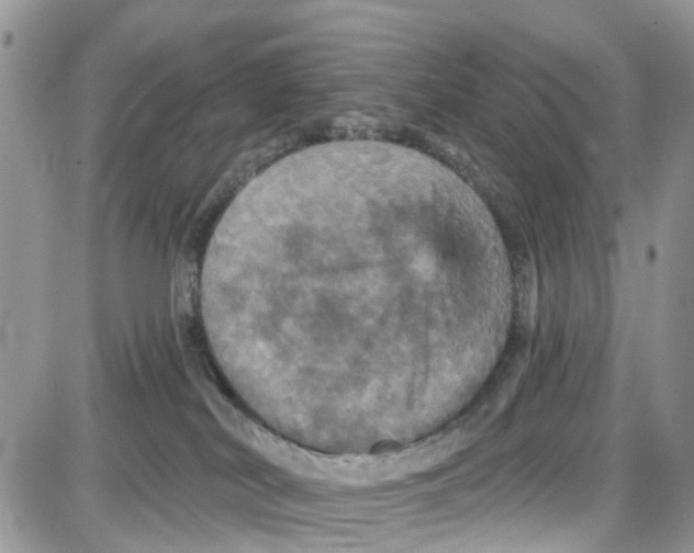 X0000087630038200705311339