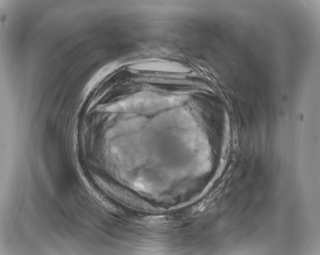 X0000087630054200705311339