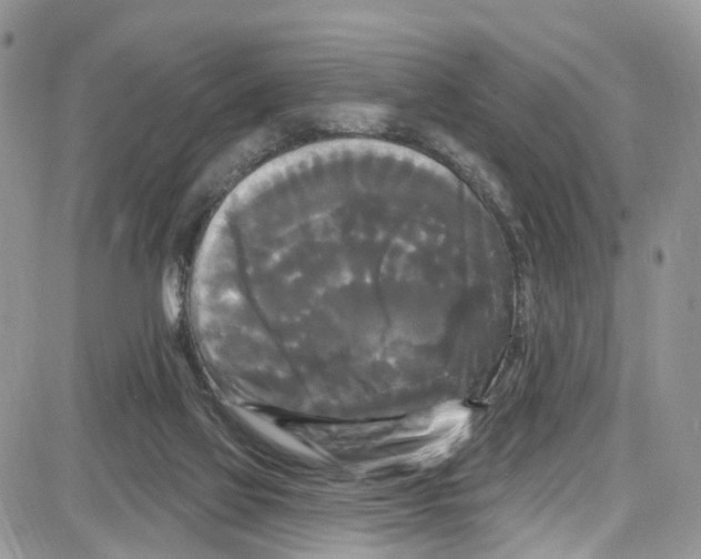 X0000087630069200705311339