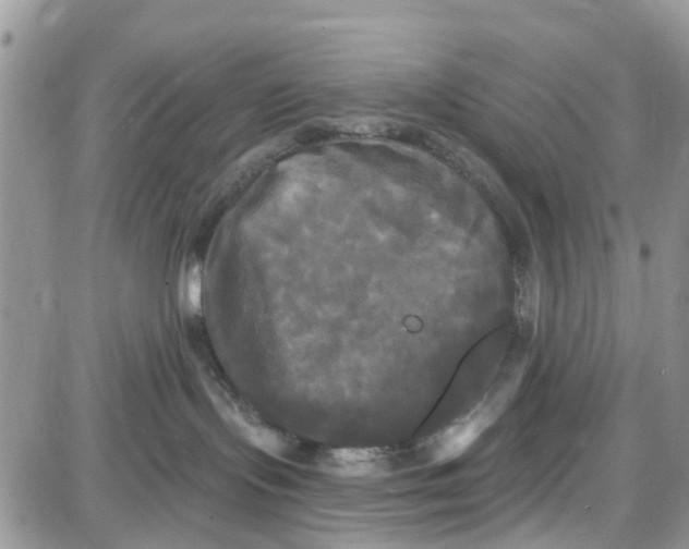 X0000087630095200705311339