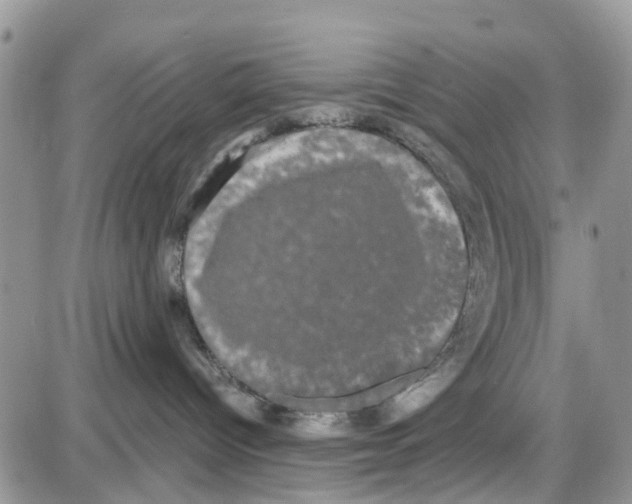 X0000087630096200705311339