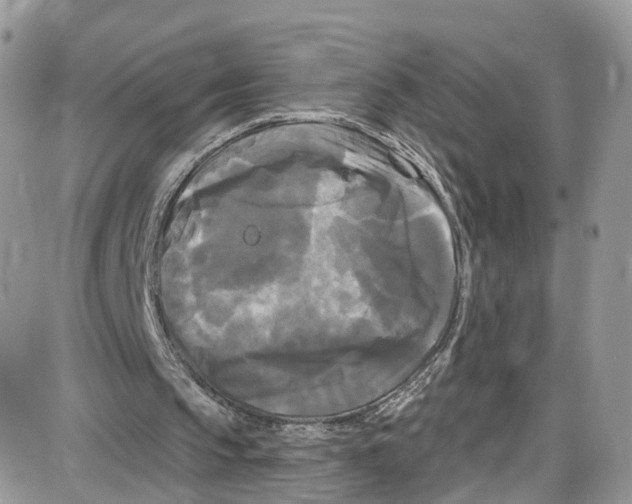 X0000087630145200705311337