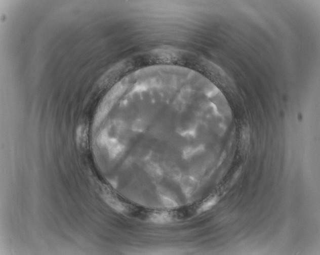 X0000087630177200705311337