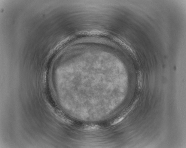 X0000087630206200705311337