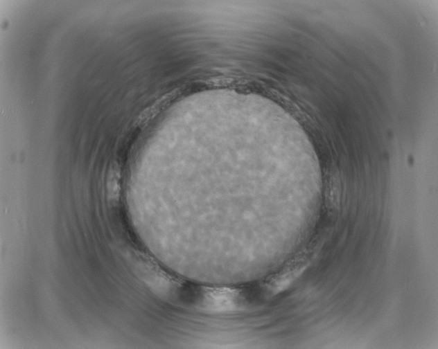 X0000087630226200705311336