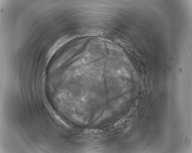 X0000087630242200705311335