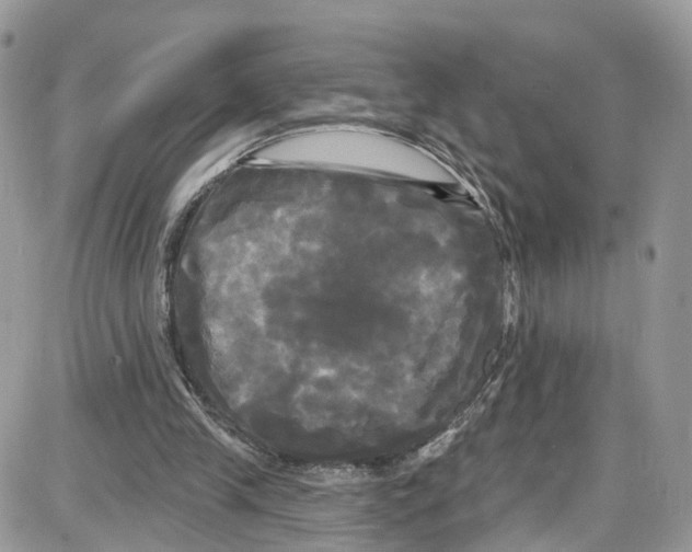 X0000087630245200705311335