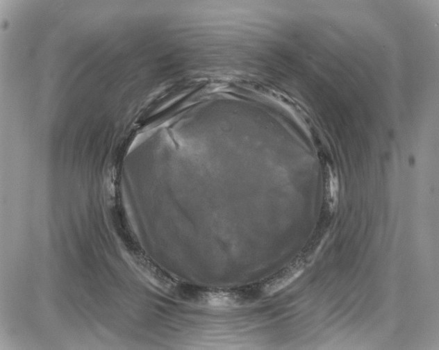 X0000087630264200705311336