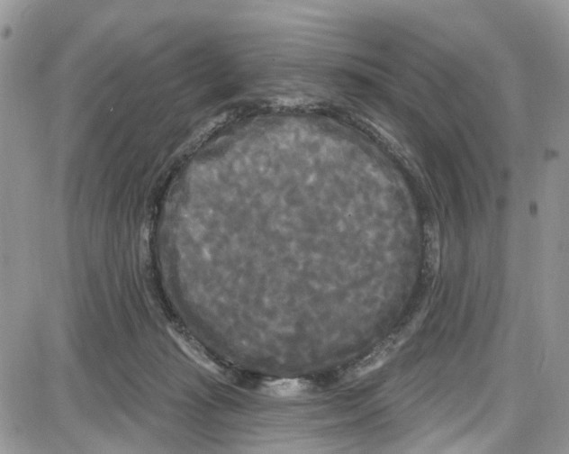 X0000087630269200705311336