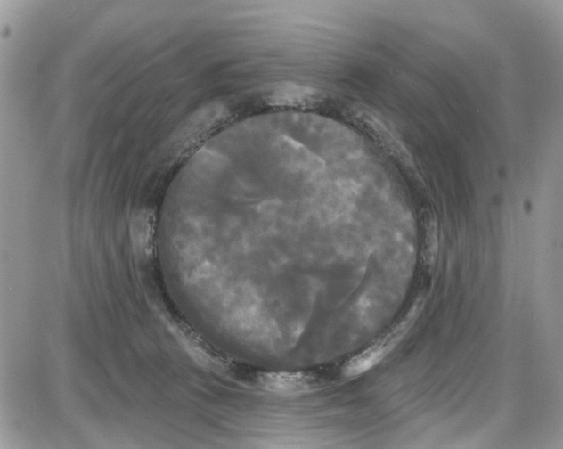 X0000087630273200705311336