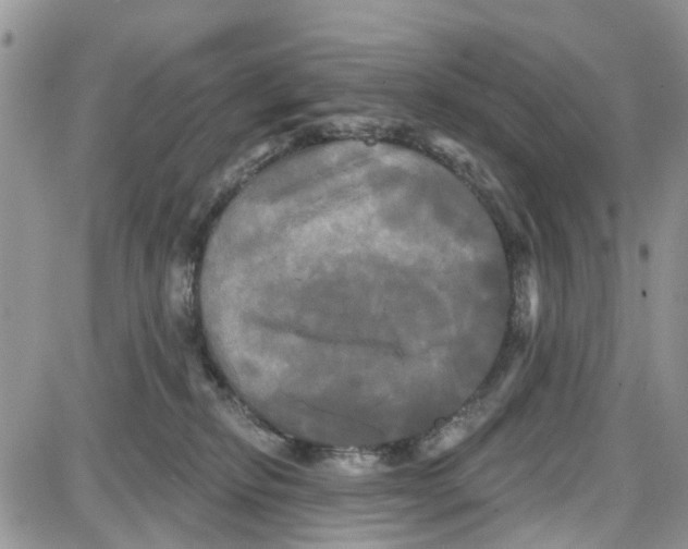 X0000087630278200705311336