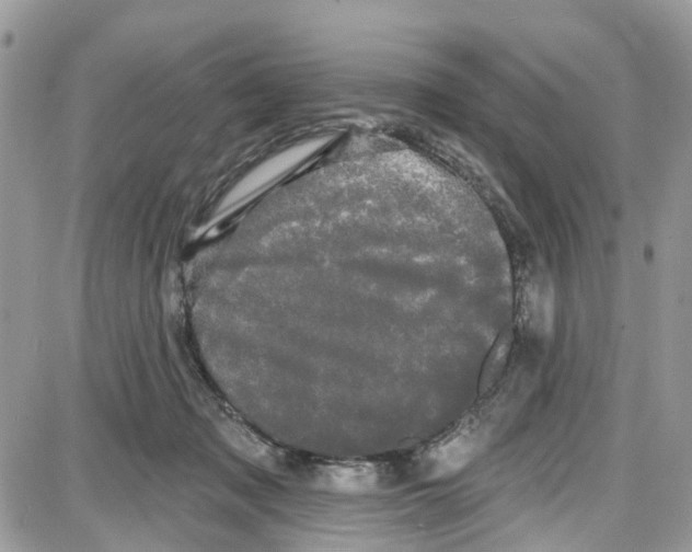 X0000087630317200705311335