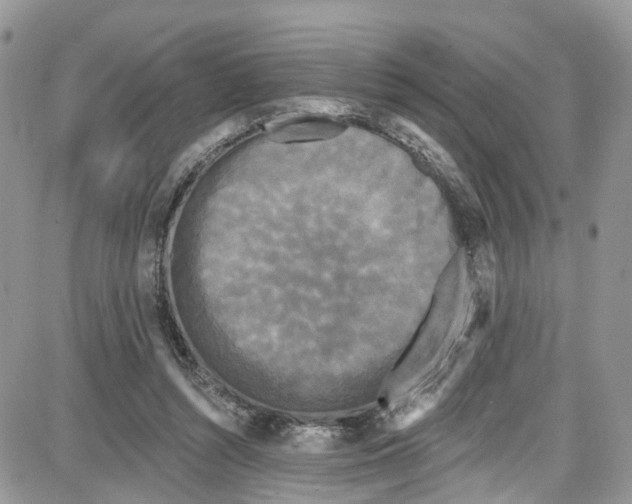 X0000087630352200705311334