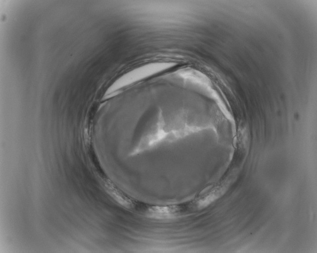 X0000087630381200705311335