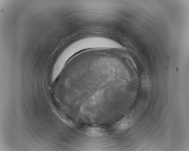 X0000087630408200705311333