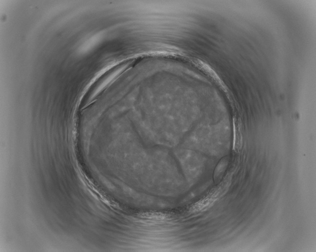 X0000087630435200705311332