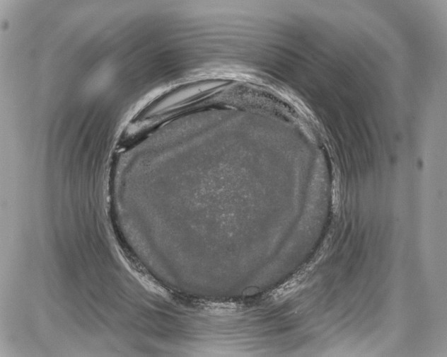 X0000087630438200705311332